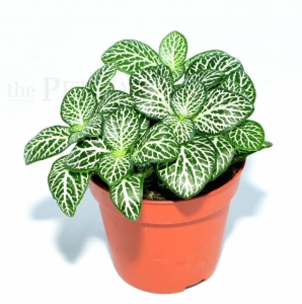 Fittonia albivenis DARK